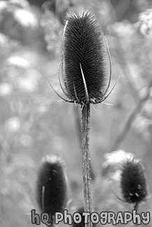 Brown Sticker Type Bush black and white picture