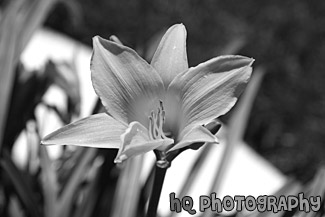 Orangish-Yellow Flower black and white picture