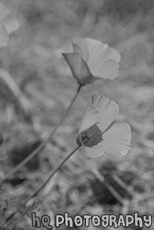 Orange Poppy Flowers black and white picture