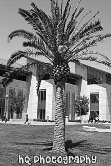 Learning Commons & Library black and white picture