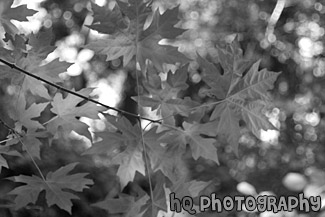 Green Maple Leaves black and white picture