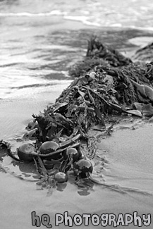 Seaweed on Beach black and white picture