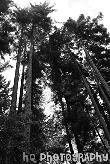 Tall Trees black and white picture