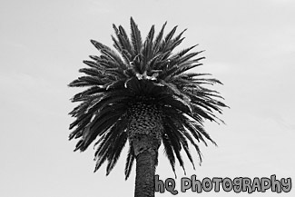 Palm Tree black and white picture