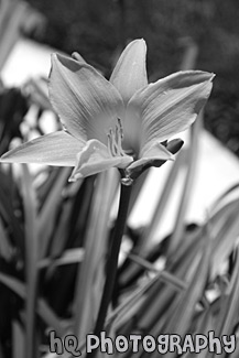 Orange Flower black and white picture