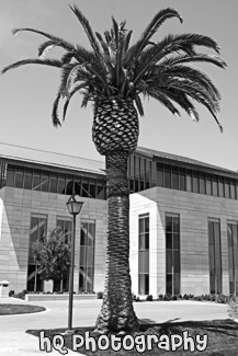Palm Tree on Santa Clara Campus