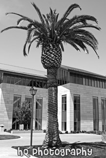 Palm Tree on Santa Clara Campus black and white picture