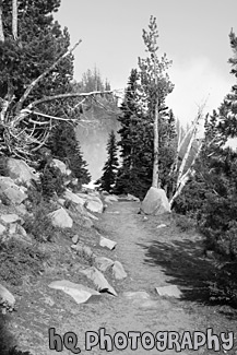 Hiking Trail in Mt. Rainier National Park black and white picture