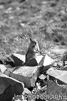 Standing Squirrel black and white picture