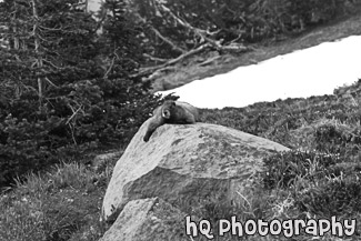 Marmot black and white picture