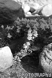 Flowers & Rocks black and white picture