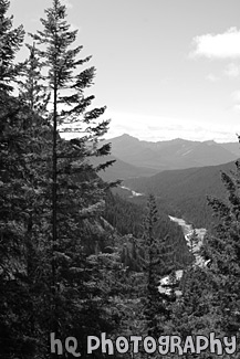 Evergreen Trees & Hills black and white picture