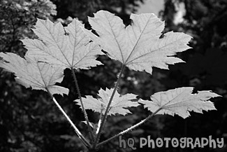 Green  Sticker Plant in Sunlight black and white picture