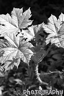 Green Leaf Stickers black and white picture