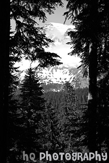 Looking at Mt. Rainier Through Trees black and white picture