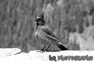 Blue Bird black and white picture