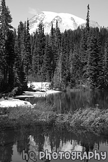 Reflection Lake, Trees, & Mt. Rainier black and white picture