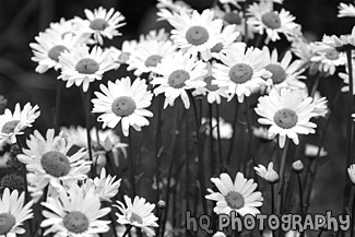 Daisy Flowers Up Close black and white picture