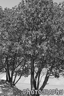 Madrone Trees black and white picture