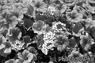 Pink & White Flowers Up Close black and white picture