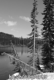 Reflection Lake, Trees & Snow black and white picture