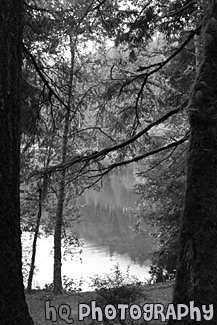 Lake Cresent Through Trees black and white picture