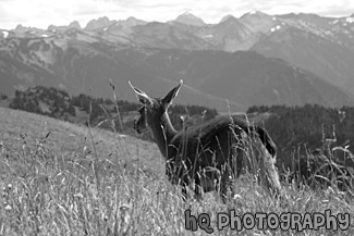 Deer Running black and white picture