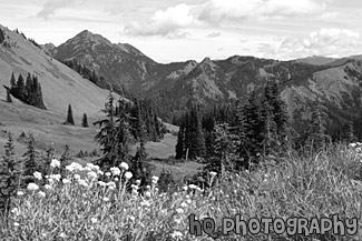 Olympic Mountains Fields & Wildflowers black and white picture