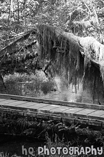 Hoh Rain Forest Bridge black and white picture