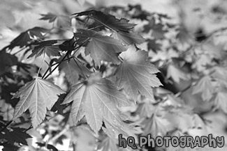 Red Fall Leaves black and white picture