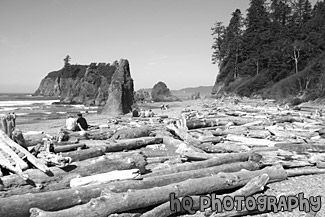 Logs & People on Ruby Beach black and white picture