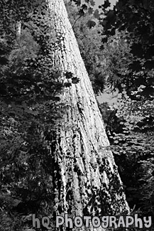 Looking up at a Big Sitka Spruce Tree black and white picture