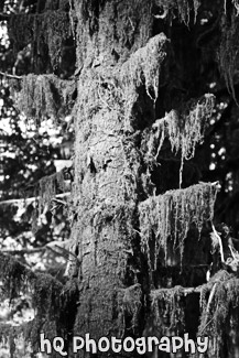 Moss on Sitka Spruce Tree black and white picture