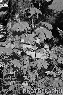 Green Leaves Close Up black and white picture