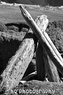 Drift Wood Stacked Up black and white picture