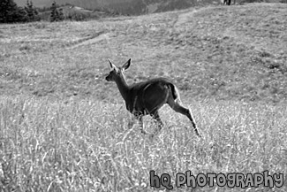 Deer Running in Field black and white picture