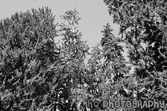 Looking Up at Sitka Spurce Trees black and white picture