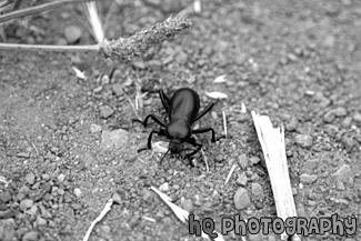 Black Beetle black and white picture