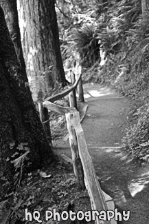 Hoh Rain Forest Trail black and white picture