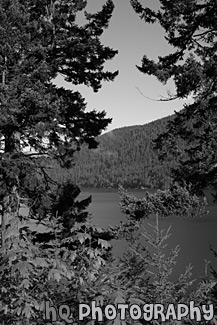 Lake Cresent and Trees black and white picture