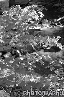 Fall Leaves & River black and white picture