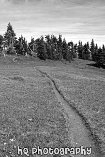 Hurricane Ridge Trail black and white picture