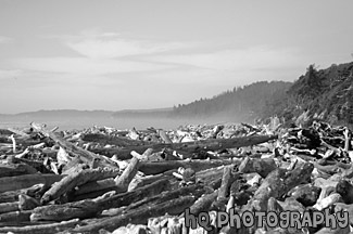 Logs on Kalaloch Beach black and white picture