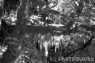 Hoh Rain Forest Moss black and white picture