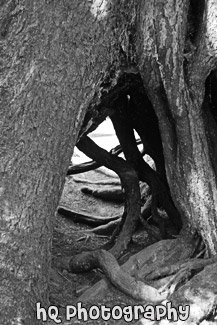 Hole in Tree Trunk black and white picture