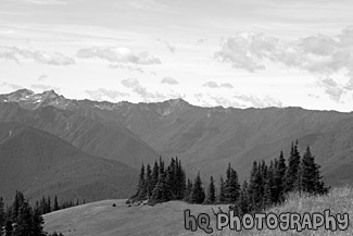 Olympic Mountain Hills & Field black and white picture