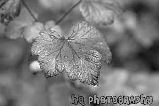 Autumn Leaf & Water Drops black and white picture