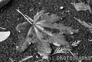 Bright Red Leaf black and white picture