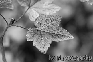 Green & Maroon Leaf black and white picture