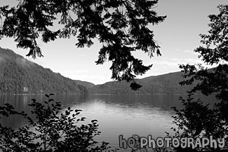 Lake Cresent & Tree Branch Silhouettes black and white picture